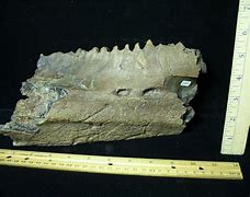 Image result for Dinosaur Jaw Bone
