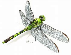 Image result for Dragonfly Pen and Ink Drawings