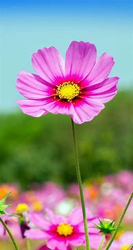 Image result for Summer Flowers Phone Wallpapers