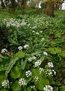 Image result for Pachyphragma macrophylla