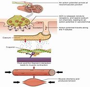 Image result for Signal Transduction and Contraction of Cardiomyoctes