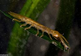 Image result for Isopods On Kelp