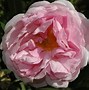 Image result for Rosa (K) Constance Spry