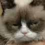 Image result for Sad Baby Cat Meme