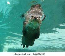 Image result for European Otter