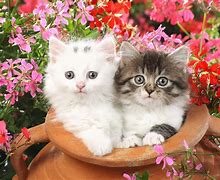 Image result for 2 Cute Kittens