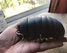Image result for Giant Isopod as a Pet