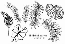 Image result for Vector Tropical Leaf Outline