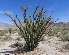 Image result for Desert Ocotillo Plant