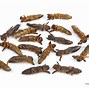 Image result for Crickets in Spanish Food