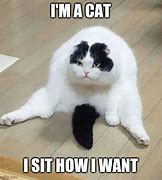 Image result for Fat Cat Memes Funny