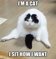 Image result for Fat Orange Cat Meme