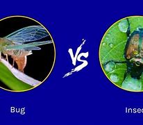 Image result for Difference Between Bugs and Insects