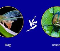 Image result for Pest vs Insect