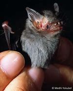 Image result for Bumblebee Bat Habitat