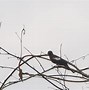 Image result for Black and White Bulbul