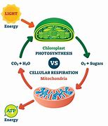 Image result for Photosynthesis vs Cellular Respiration