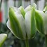 Image result for Tulipa Ronaldo