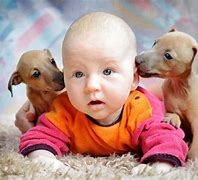 Image result for Funny Baby Dogs