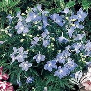 Image result for Delphinium grandiflorum Summer Blues