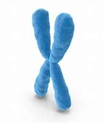 Image result for Chromosome Cartoon