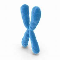 Image result for X Chromosome Cartoon