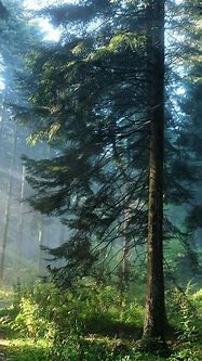 Image result for Pine Tree Phone Wallpaper