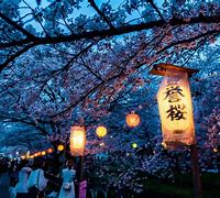 Image result for Cherry Blossom Season End in Japan