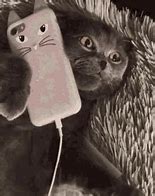 Image result for Cat PN the Phone Headphones Meme