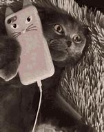 Image result for Cat with Phone PFP