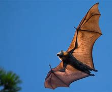 Image result for Giant Wolf Bat