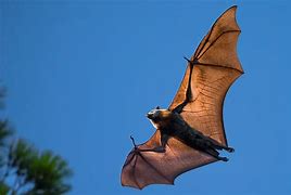 Image result for Bat Flying