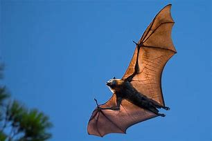 Image result for Golden Bat Wings