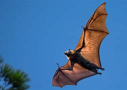 Image result for Flying Wolf Bat