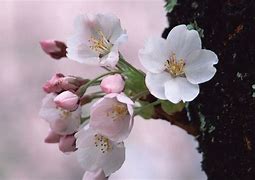 Image result for Flower Tree White Background