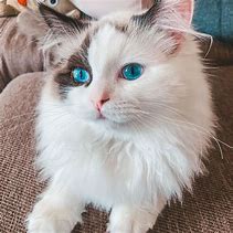 Image result for Ragdoll Cat Colors