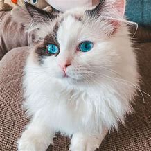 Image result for Ragdoll Kittens