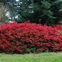 Image result for Rhododendron (AJ) Hino Crimson