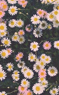 Image result for Flowers Wallpaper iPhone X