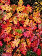 Image result for Oak Leaf Fall Colors
