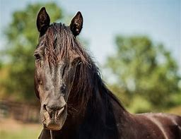 Image result for Morgan Horse Face