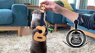 Image result for Otter Guitar Meme