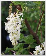 RIBES SANGUINEUM WHITE ICYCLE 的图像结果