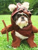 Image result for Dog Dressed as Ewok