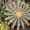 Image result for Flowering Barrel Cactus
