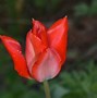 Image result for Tulipa linifolia