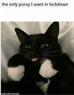 Image result for Yes Please Cat