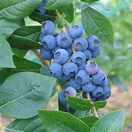 Image result for Vaccinium corymbosum Coville