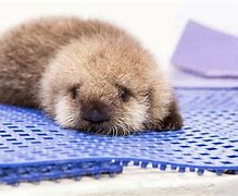 Image result for Cutest Baby Sea Otter