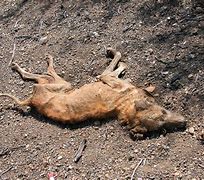 Image result for Dead Animals Rotting